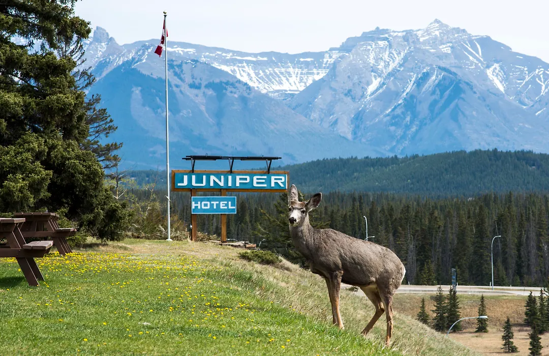 The Juniper Hotel & Bistro-1